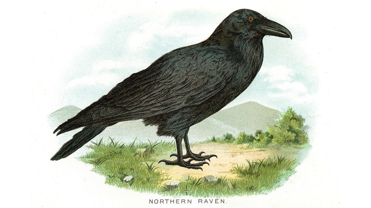 American Crows and Ravens: What's the Difference?