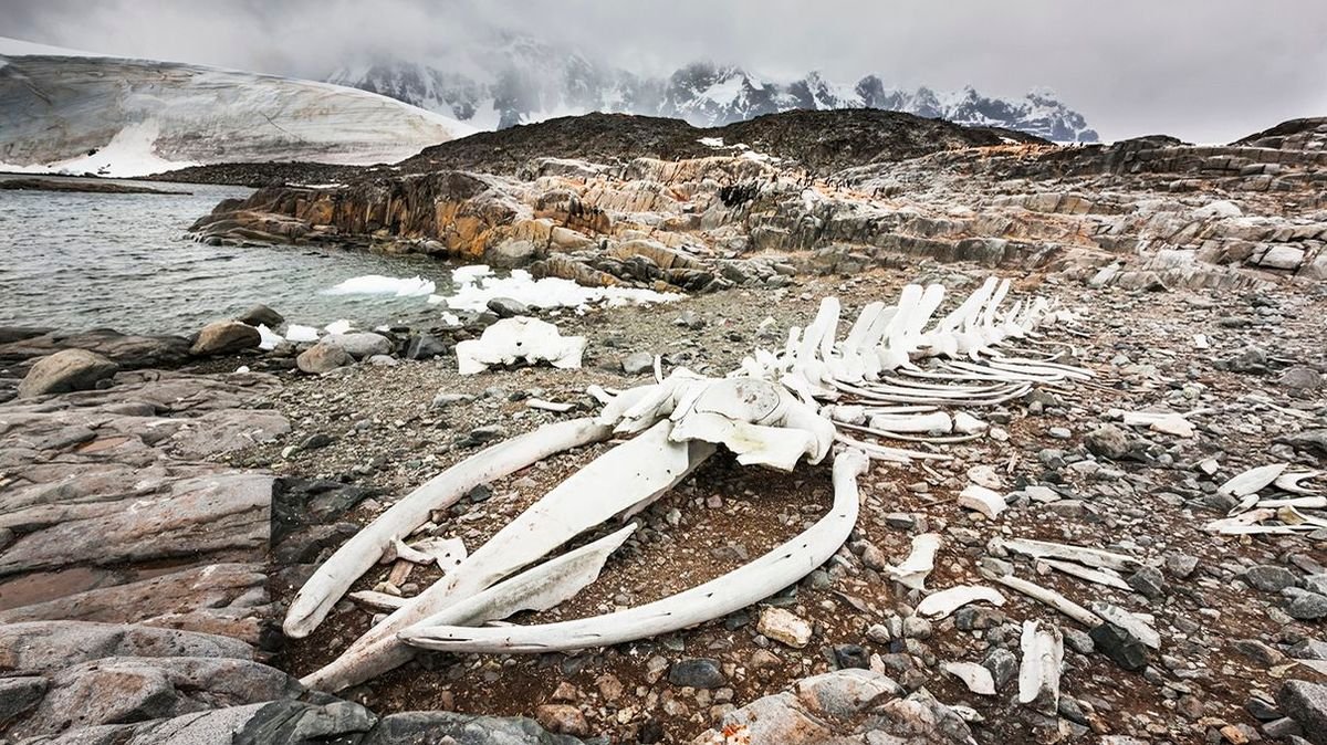 Skeletons and Mummies Litter the Shores of Antarctica