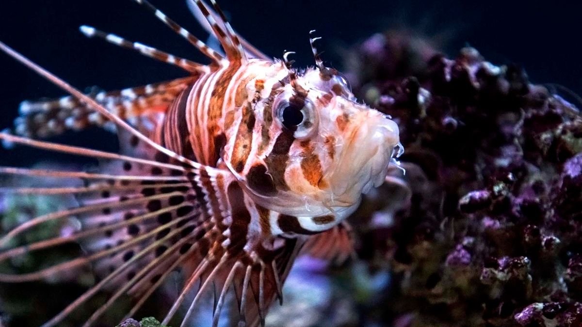 6 Facts About the Lovely, Incredibly Destructive, Lionfish