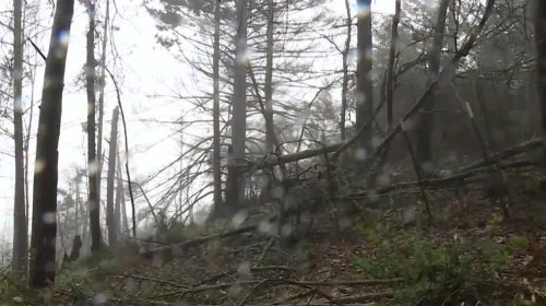 Falling trees causing concern for Bonny Doon residents