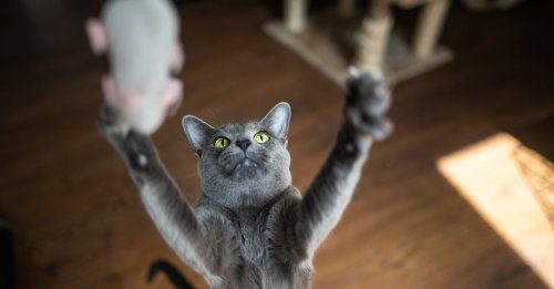 This $4 Cat Toy Is 'Worth Its Weight In Gold' — And Behaviorists Say There's A Reason