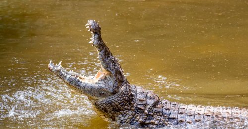 Snorkeler Attacked By Crocodile Pulls Its Jaws Off Of His Head