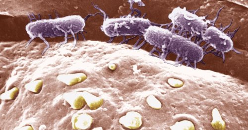 Scientists Turn Salmonella Into 'Cancer-Seeking Missile' To Destroy Brain Tumours