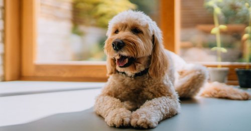 These Toys Can Actually Improve Your Dog's Cognitive Abilities, According To Vets
