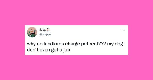 23 Of The Funniest Tweets About Cats And Dogs This Week (July 16-22)