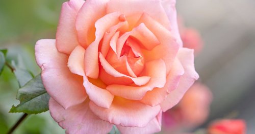 Doing This 1 Thing Now Could 'Double' The Roses In Your Garden Next Year
