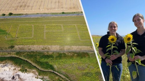 This Farmer Is Spreading Hope With Her Charity Sunflower Field