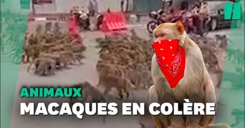 Des gangs de macaques s'affrontent en pleine rue en Thaïlande