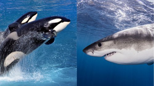 2 Orcas Have Been Hunting Great White Sharks And Eating Their Organs