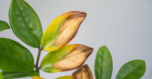 Houseplants Dying This Winter? Try Bananas, Mayo And Cups Of Tea