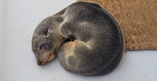 Family Comes Home And Finds Tiny Seal Pup Sleeping On Front Porch