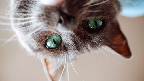In Other News: Cats - cover