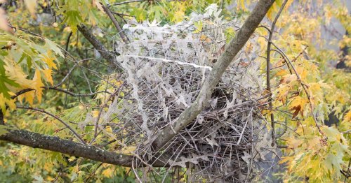Crows And Magpies Are Building Nests Out Of Anti-Bird Spikes