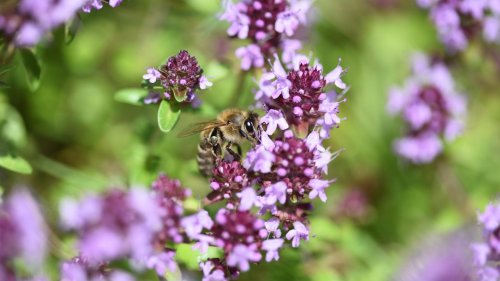 Pour aider les abeilles, quelles fleurs planter à son balcon ou dans son jardin ? Voici les plus mellifères