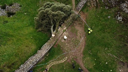 Au procès de l’abattage de l’arbre le plus célèbre d’Angleterre, une preuve accablante