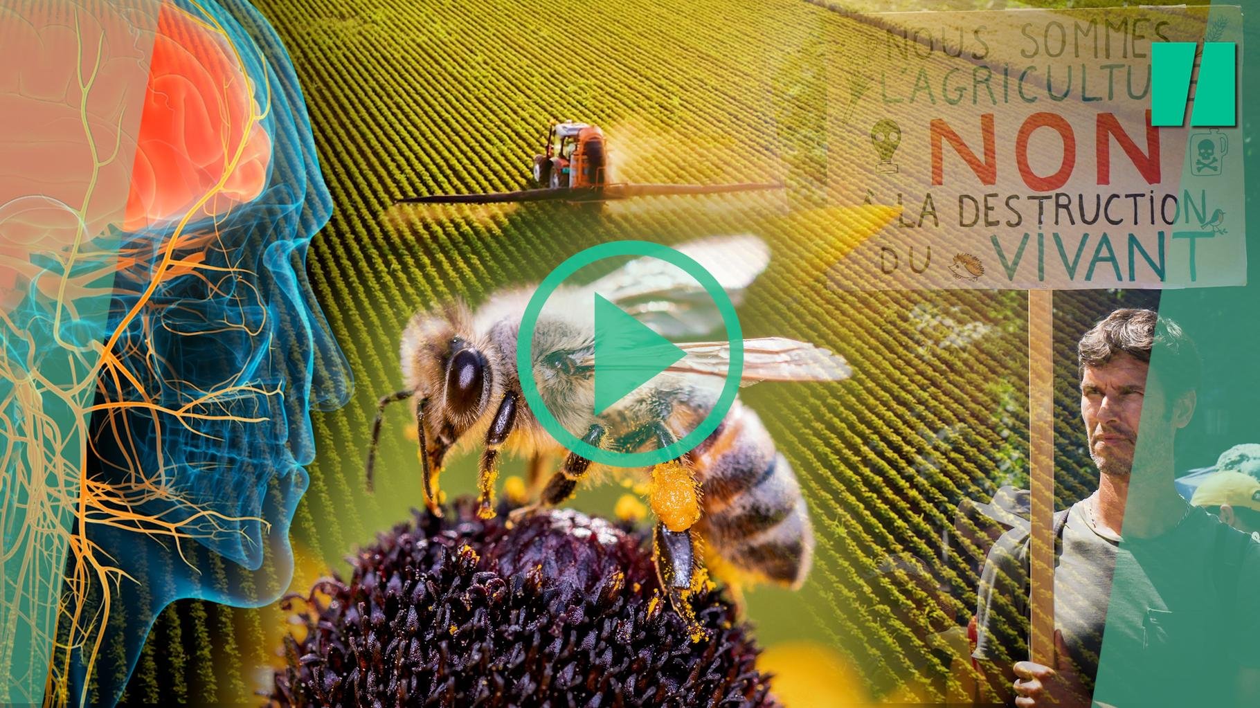 Loi Duplomb : c’est quoi l’acétamipride, ce pesticide controversé au cœur de l’opposition au texte