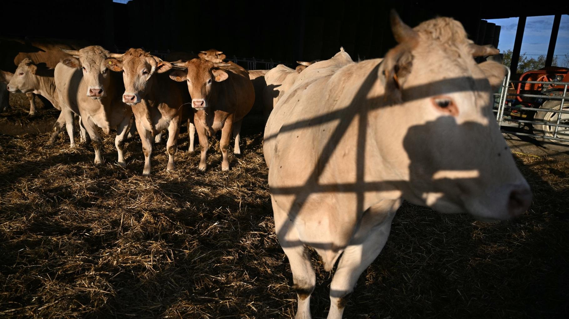 Contre la dermatose nodulaire, Genevard concède un « premier infléchissement »