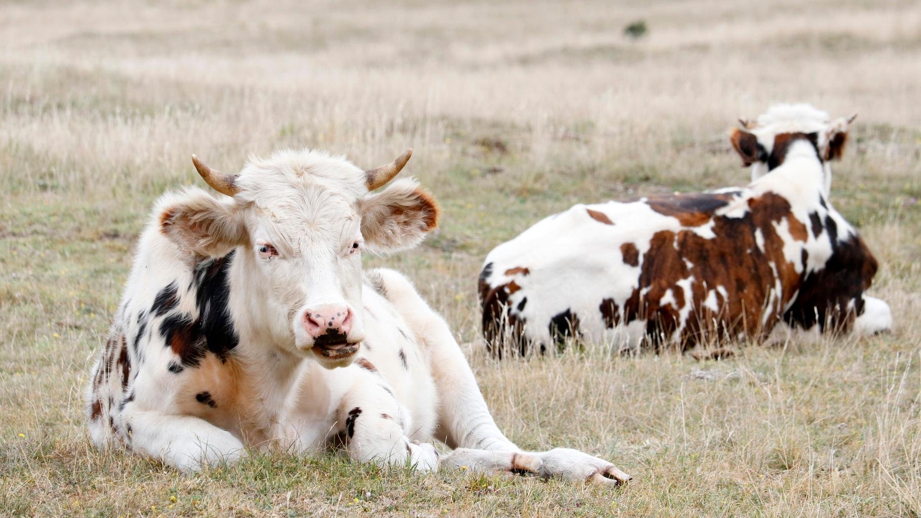 Même le goût des fromages est altéré par le changement climatique, alerte cette étude