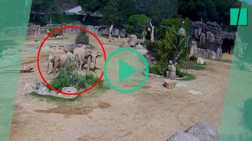 En plein tremblement de terre en Californie, ces éléphants ont formé un « cercle de protection »