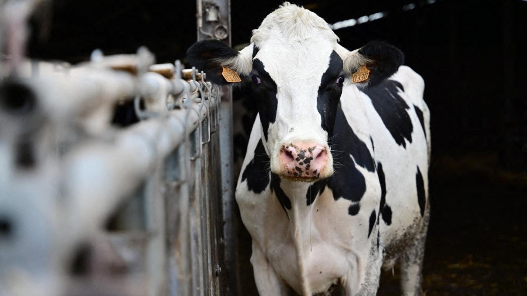 Dermatose : ce nouveau cas qui a conduit à l’abattage de quatre vaches illustre la complexité de la vaccination