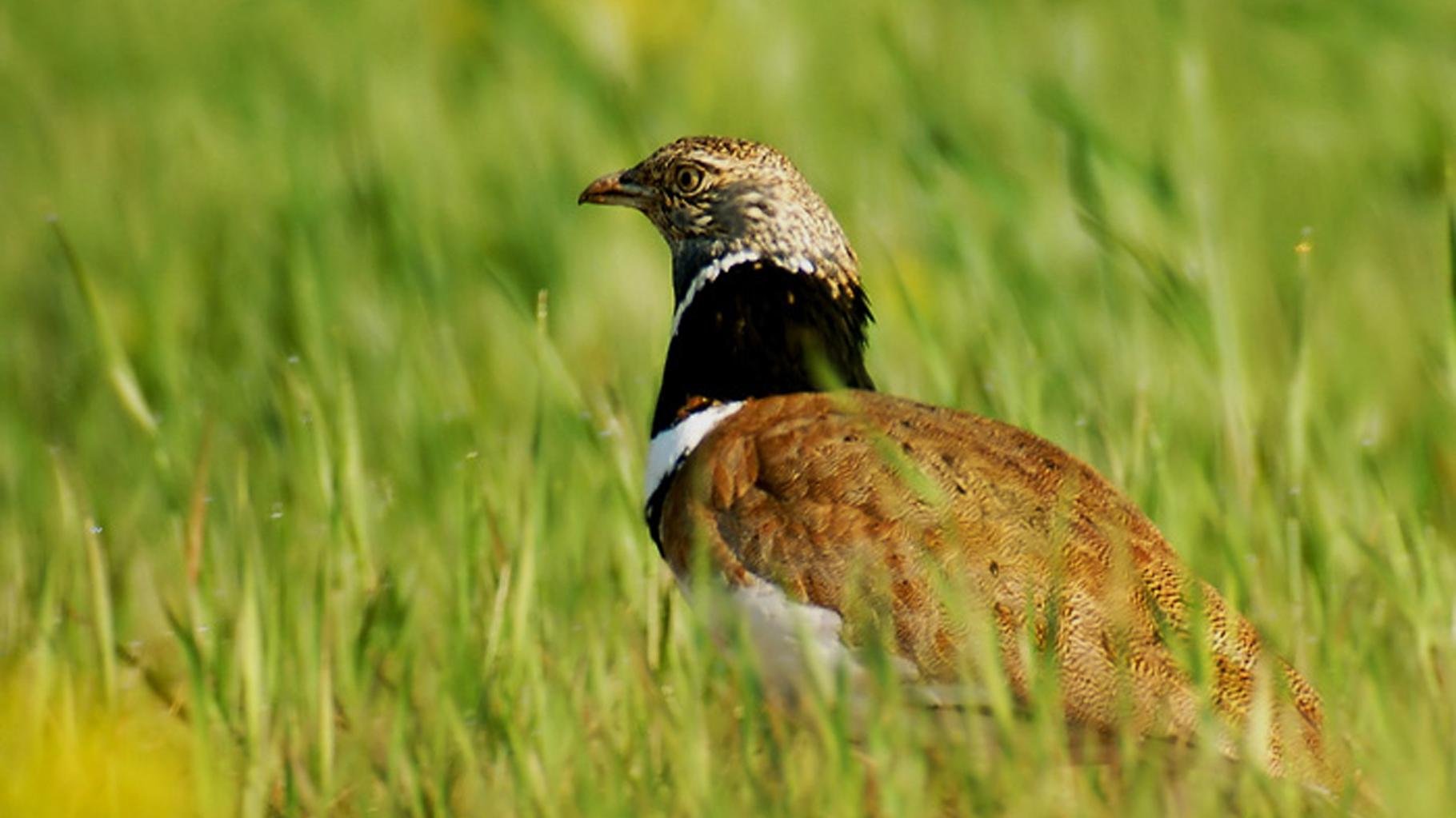 Sainte-Soline : l’Outarde canepetière, l’oiseau qui a mis un coup d’arrêt au projet de bassine