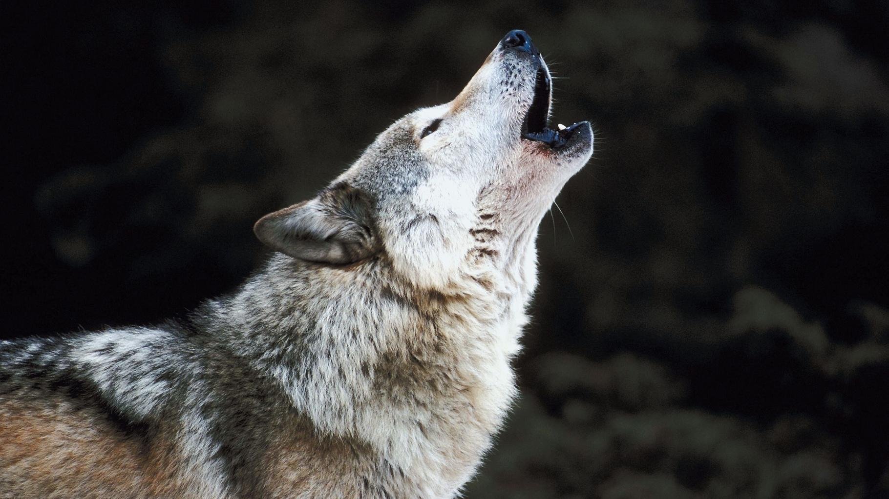 Aux États-Unis, cette scène culte du film « Marriage Story » est utilisée pour éloigner les loups des troupeaux