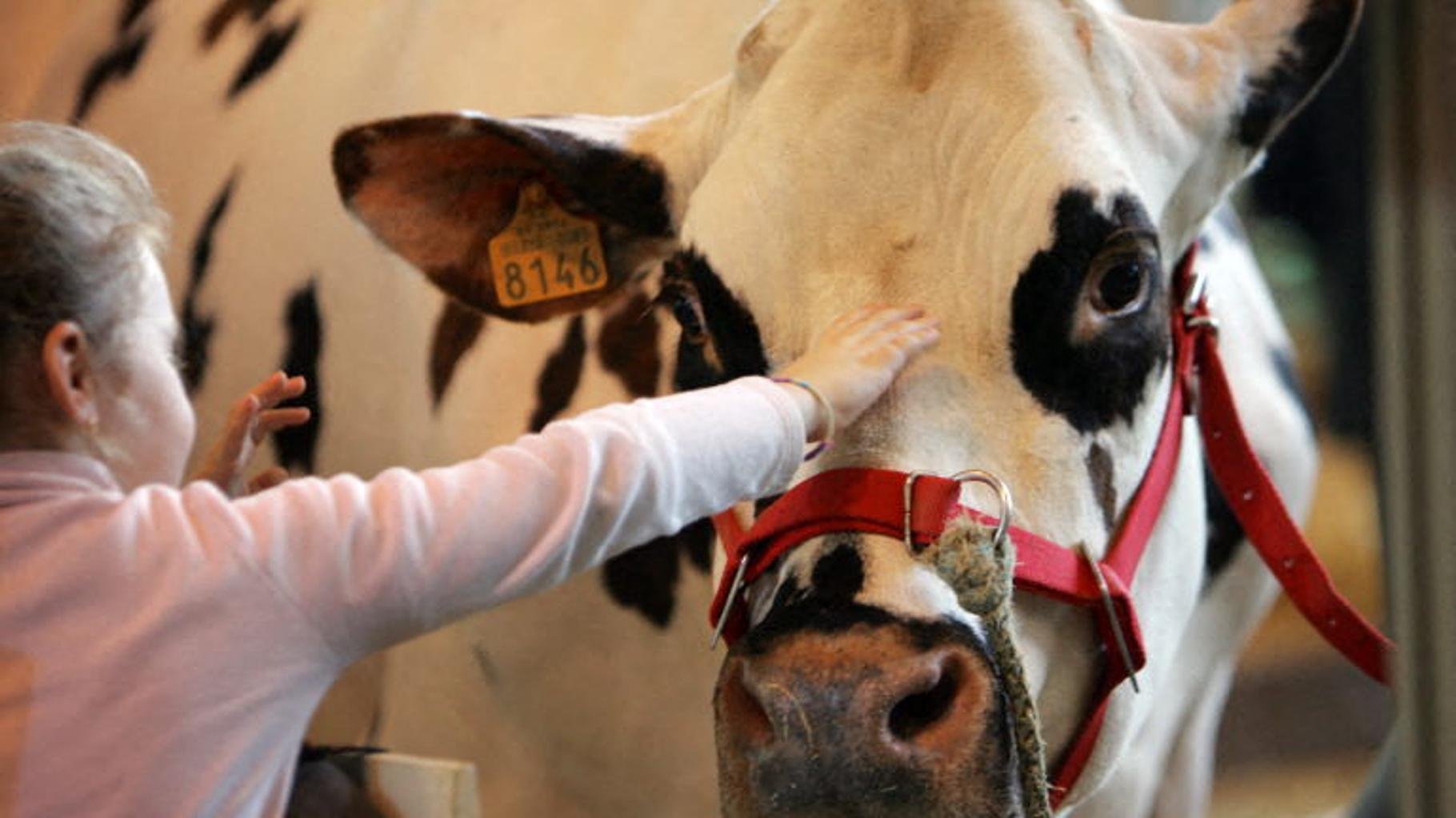 La participation des vaches au Salon de l’Agriculture menacée par la dermatose