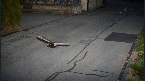 Un canard probablement récidiviste flashé pour excès de vitesse en Suisse