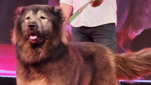 Ce chien vendu plus de 5 millions d’euros n’est pas vraiment un chien