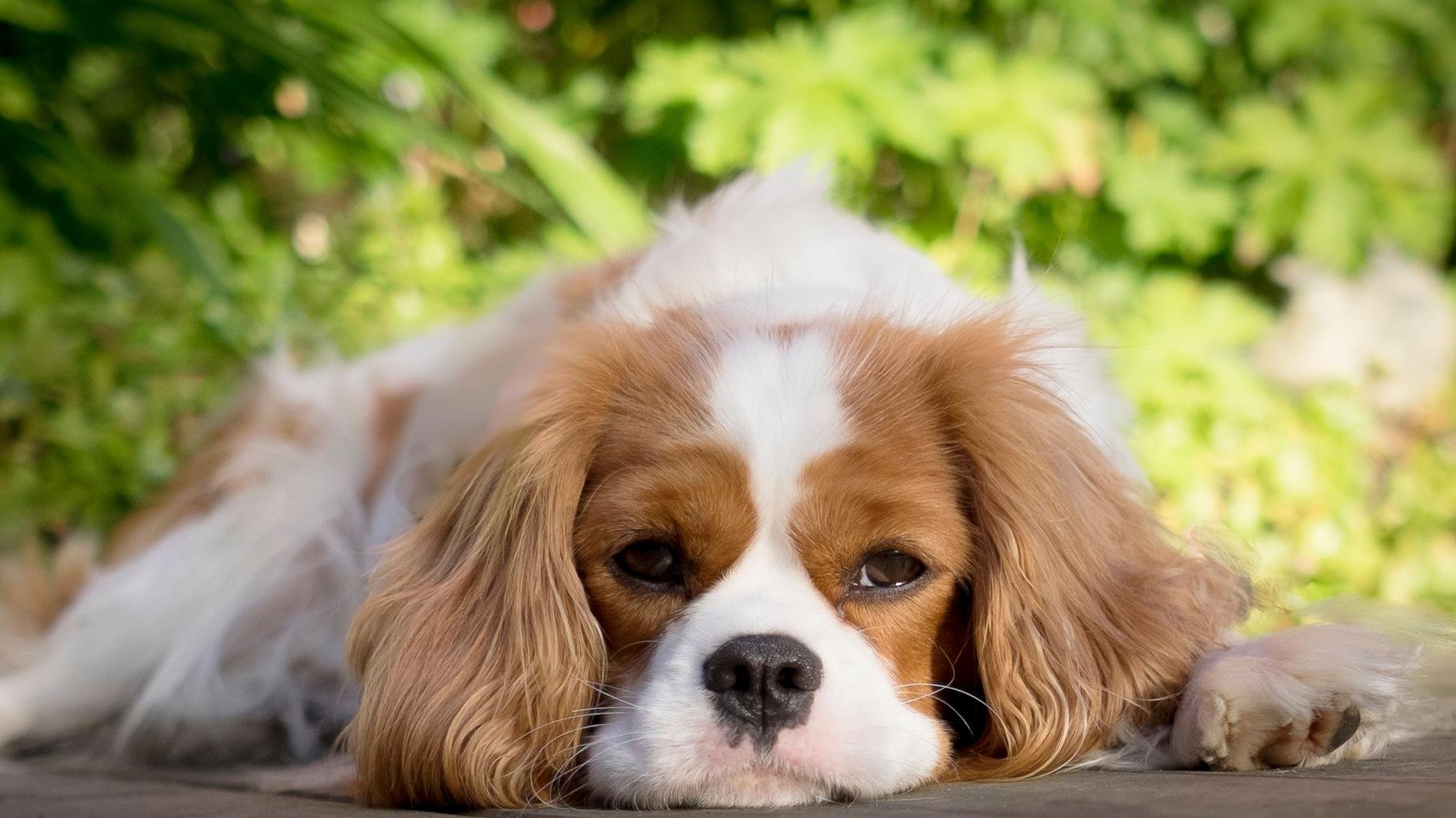 Canicule: Des conseils pour votre chien et autres animaux de compagnie