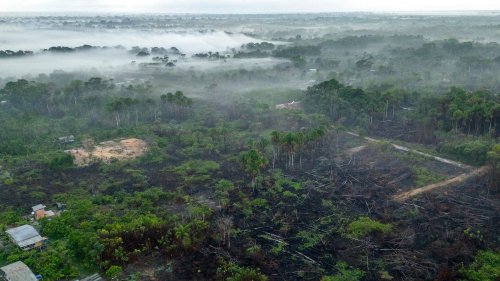 La destruction des forêts tropicales n’a jamais été aussi importante dans le monde