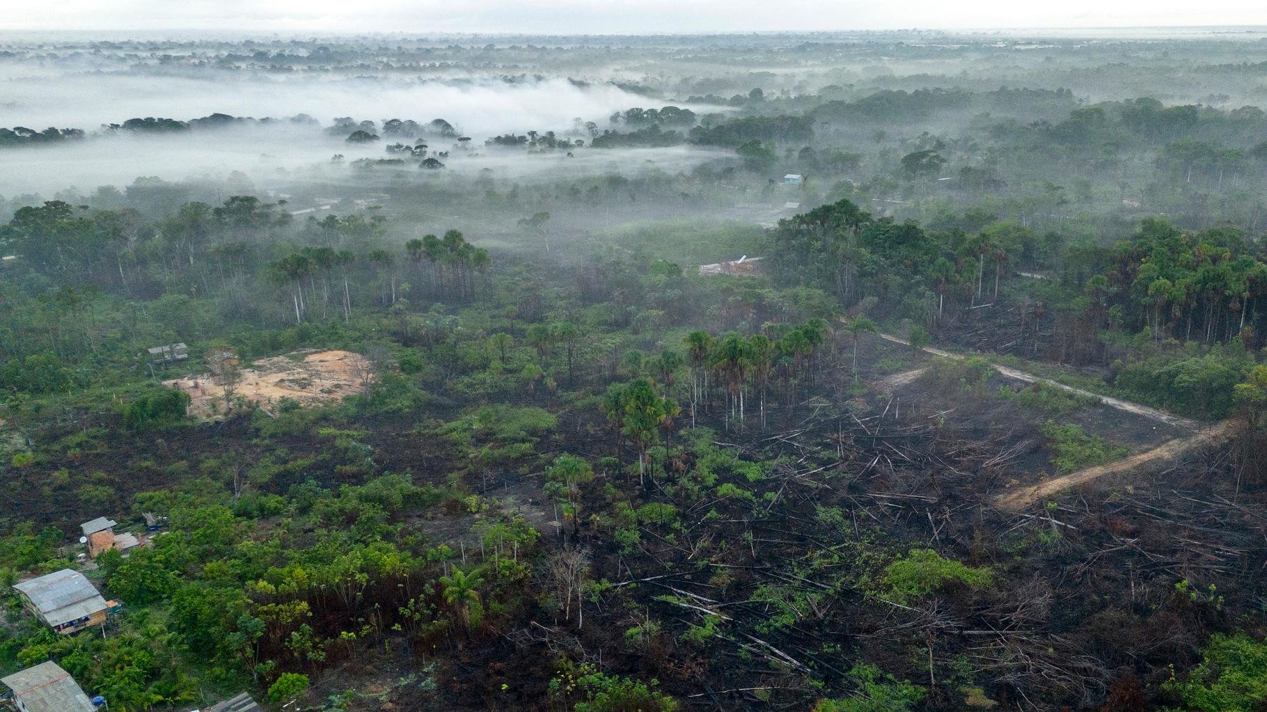 La destruction des forêts tropicales n’a jamais été aussi importante dans le monde