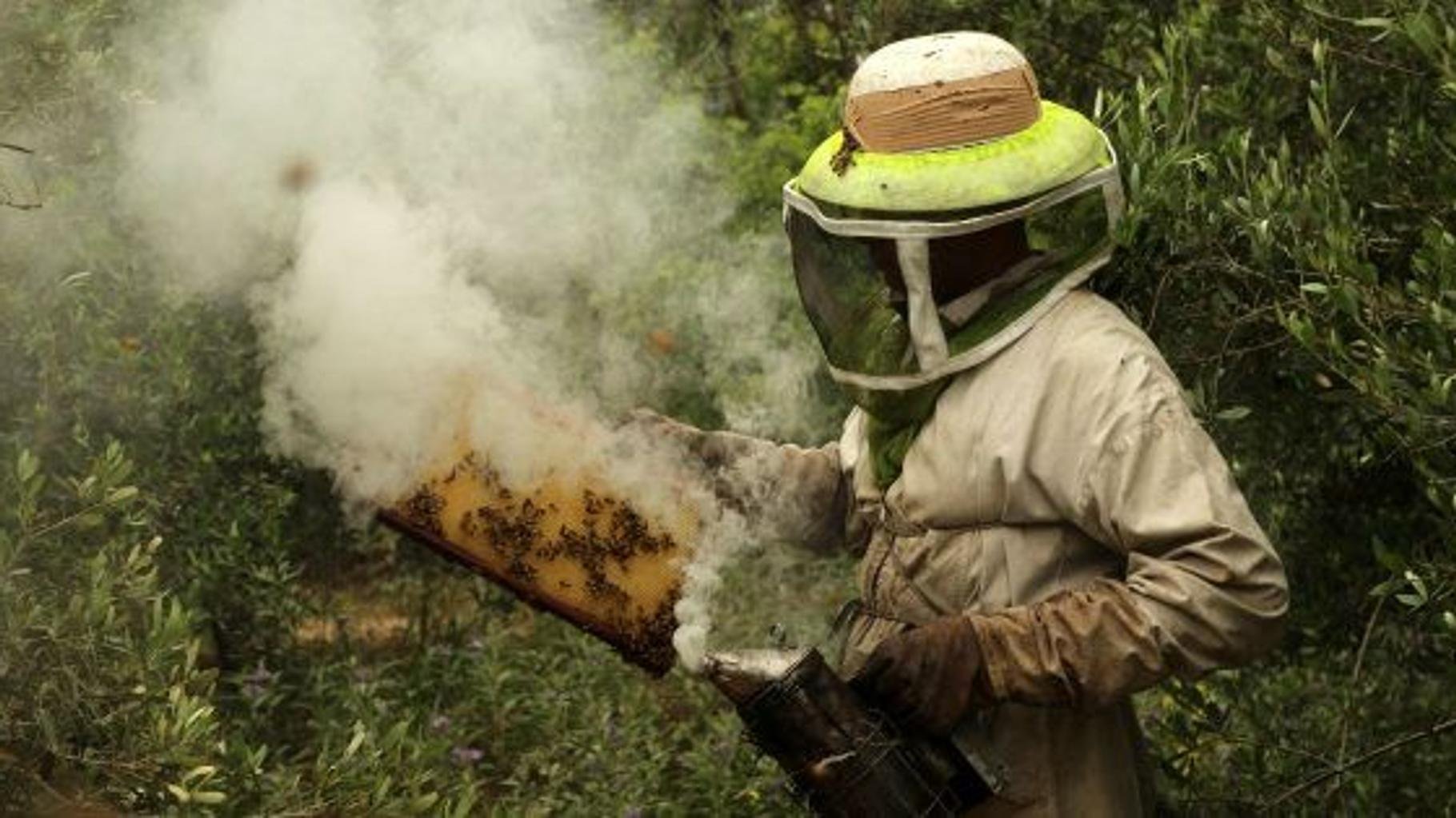 Loi Duplomb : c’est quoi l’acétamipride, ce pesticide controversé au cœur de l’opposition au texte
