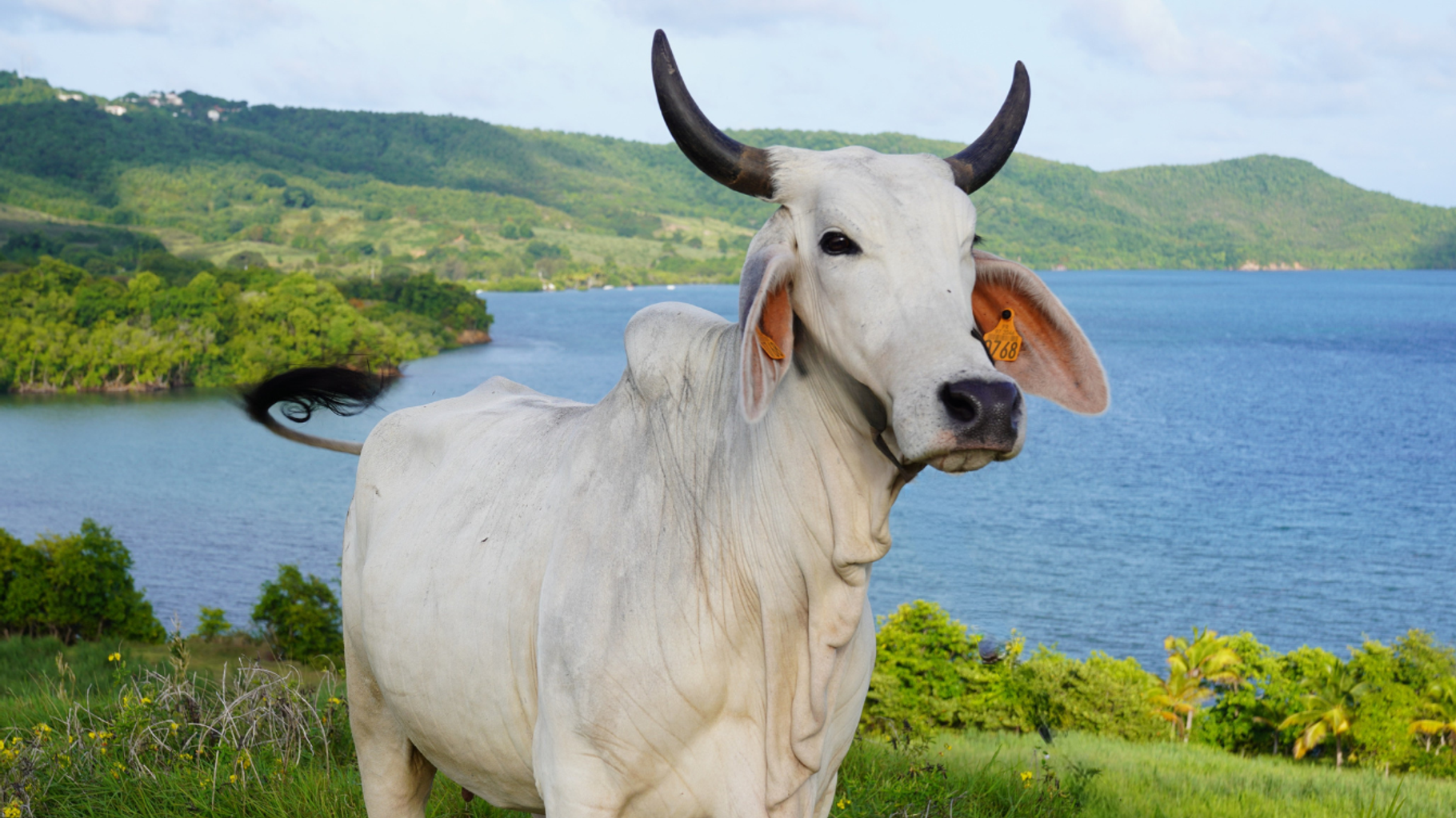 Biguine, la vache égérie du Salon de l’Agriculture 2026 et « fierté » d’outre-Atlantique