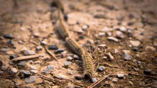Les chenilles processionnaires sont de retour, voici comment être vigilant