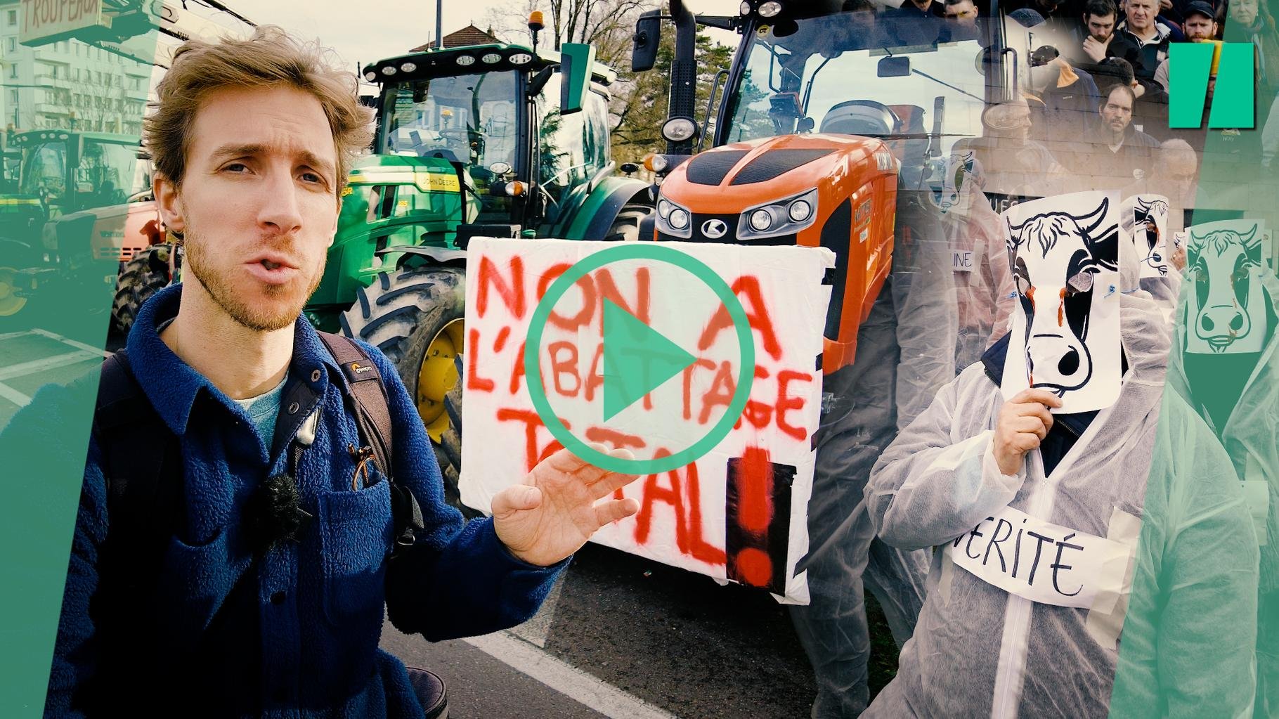 Dans le Doubs, la hantise de la dermatose nodulaire et des agriculteurs poussés au sacrifice ultime