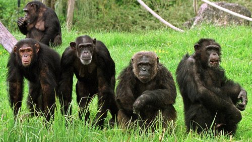 Les chimpanzés consomment-ils de l’alcool ? Cette rare vidéo intrigue