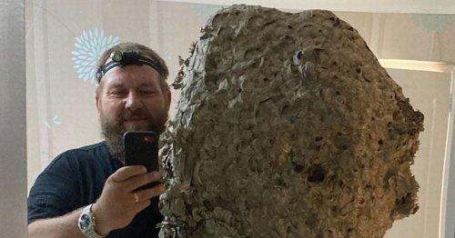 Man finds three nests in loft - including one big enough for 100,000 wasps