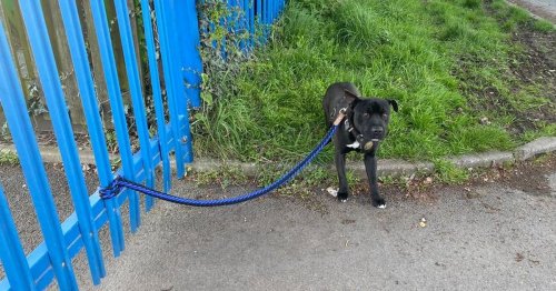 defenceless-dog-tied-up-and-left-outside-rspca-kennels-flipboard