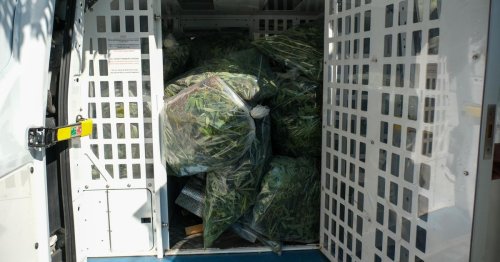 Hundreds of cannabis plants discovered in police bust at Grimsby home