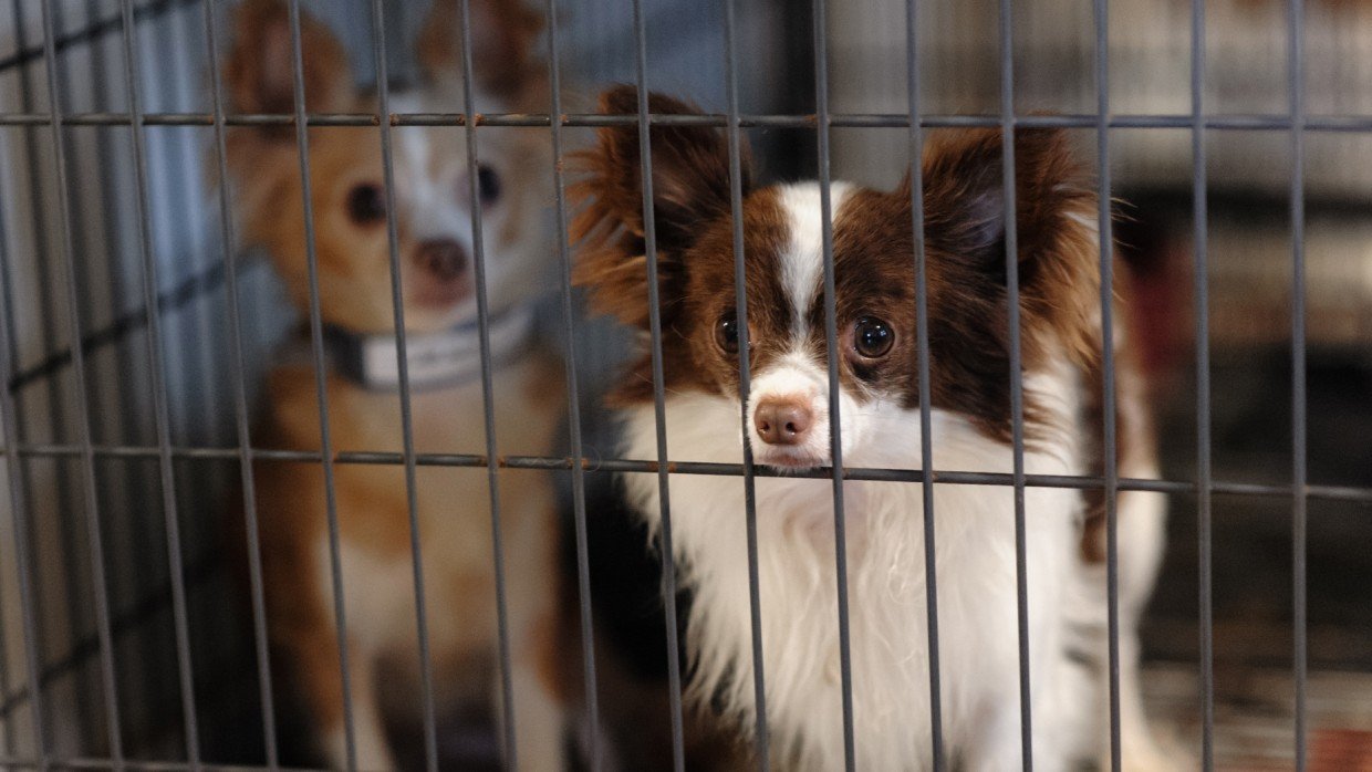 Stopping Puppy Mills