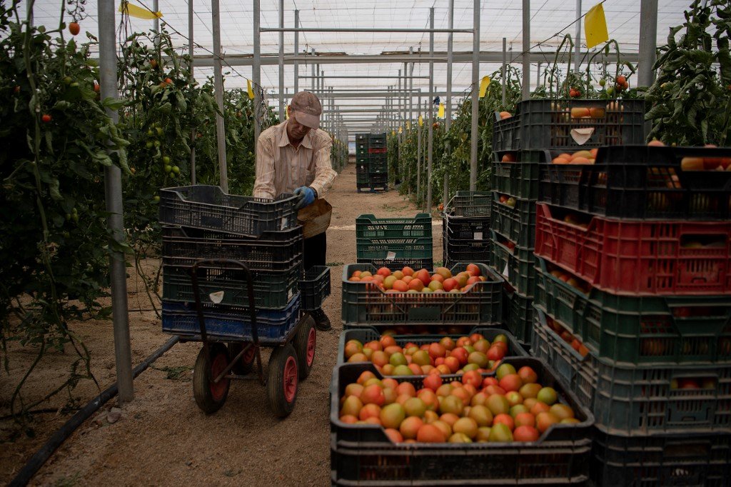 Agriculture : sous les serres espagnoles, un modèle à bout de souffle qui exploite les travailleurs et pollue