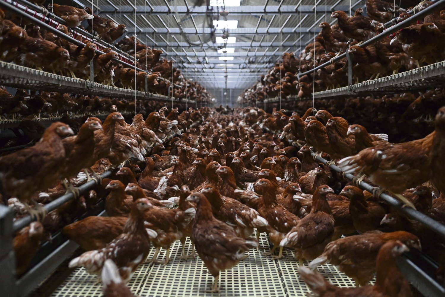 Pourquoi augmenter l’élevage intensif est une « erreur stratégique »