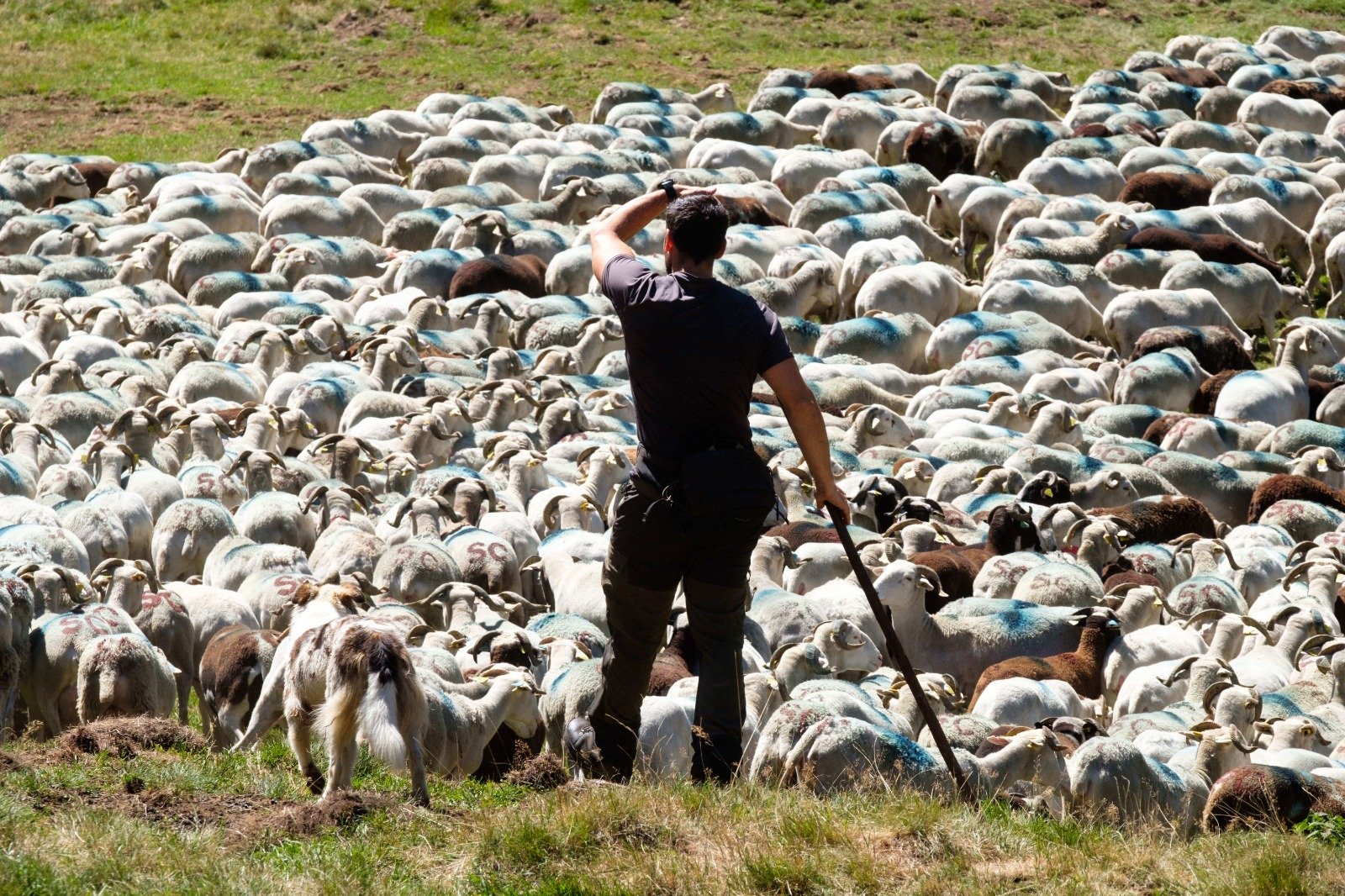 Dormir sous un caillou, mourir foudroyé et travailler 80 heures par semaine… Les bergers de montagne se révoltent contre leurs conditions de travail