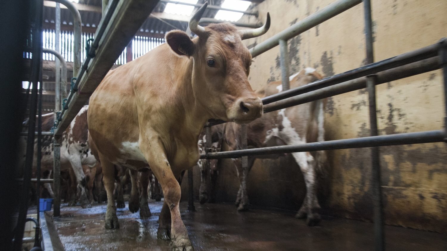 Comment le marché fermier bio ressuscite la vache « froment du Léon »