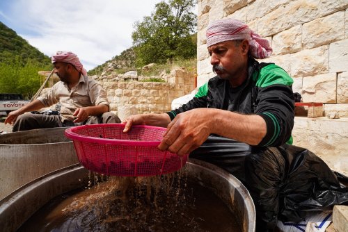 « Un million d’oliviers pour la paix » : le PCF Val-de-Marne collecte des fonds pour planter des oliviers en Cisjordanie