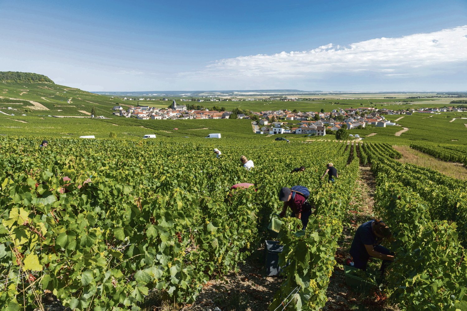 En Champagne, le spectre de nouvelles « vendanges de la honte » plane toujours