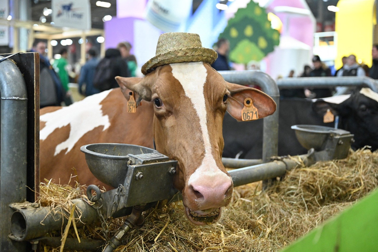 Dermatose : la disparition des vaches dans les fermes… Et maintenant au salon de l’agriculture ?