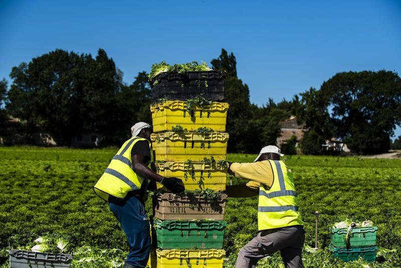 Dans l’agriculture, la traite des êtres humains bat son plein