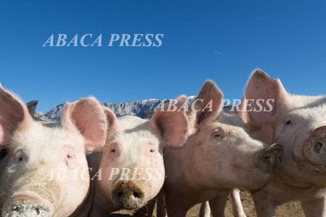 Le marché du porc entre espoir et incertitudes